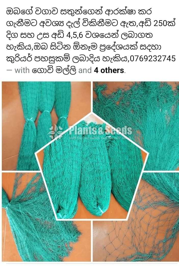 මා දැල් (Ma Del)