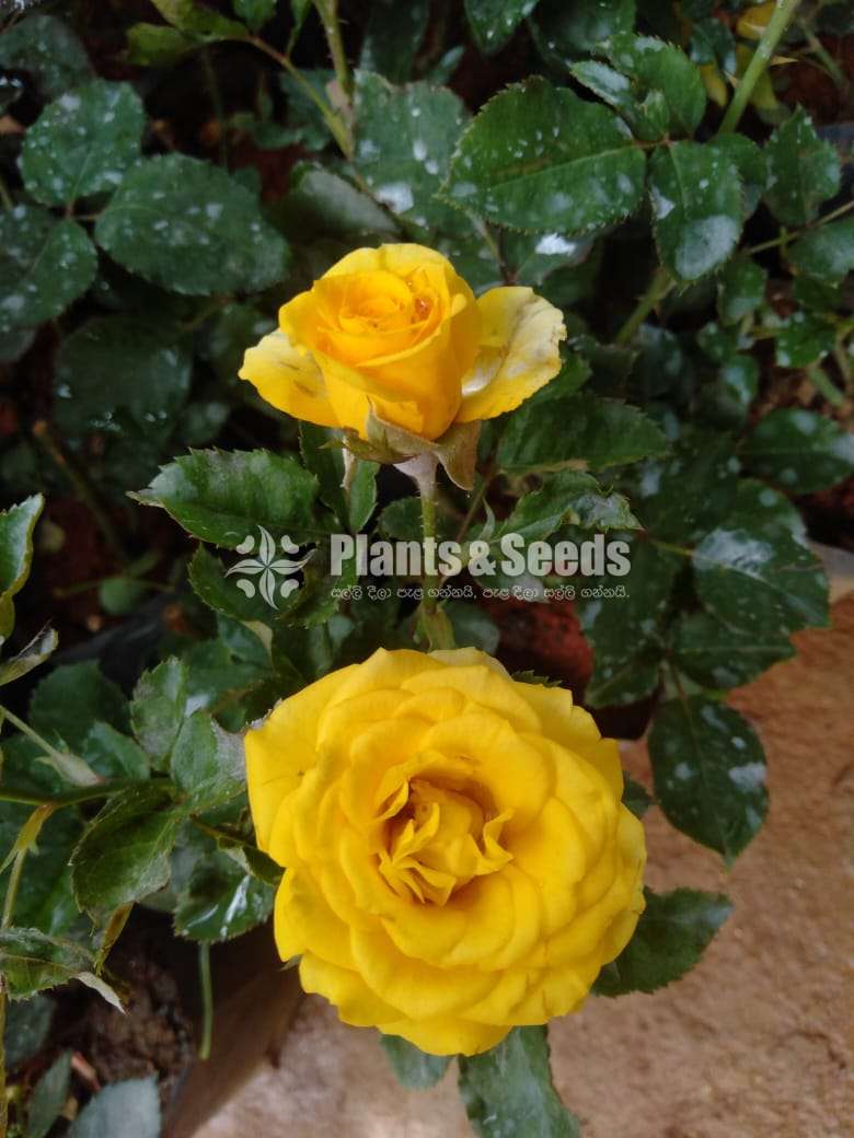 Roses Collection