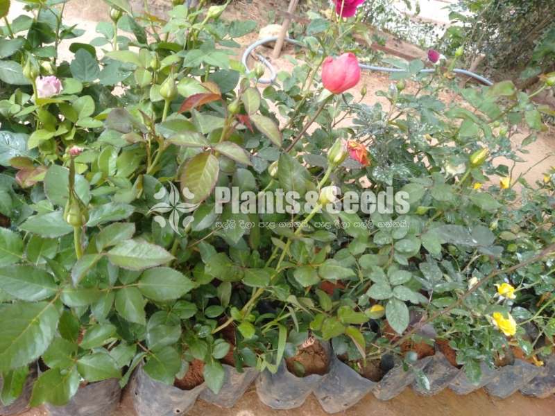 Roses Collection