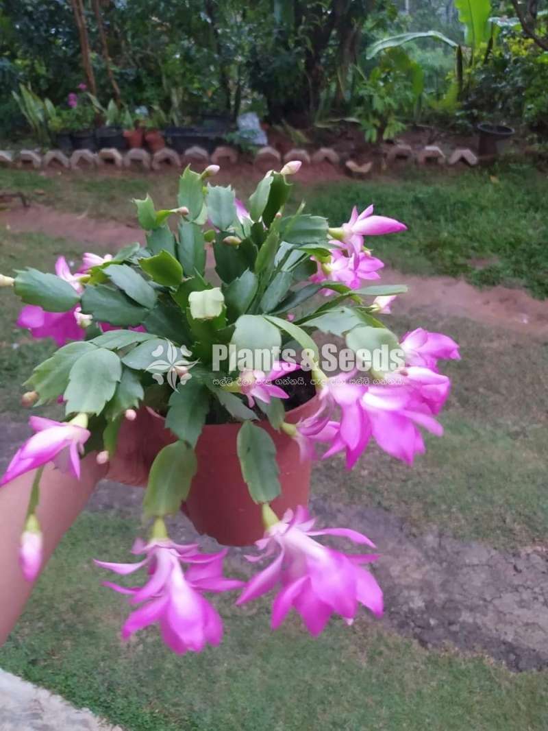 Kadupul (දවල් කඩුපුල් රතුපාට)