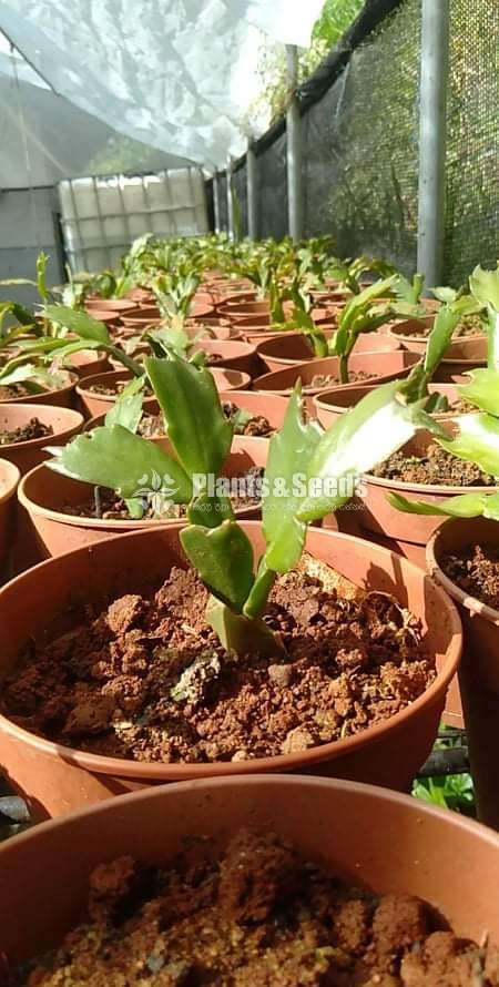 Kadupul (දවල් කඩුපුල් රතුපාට)