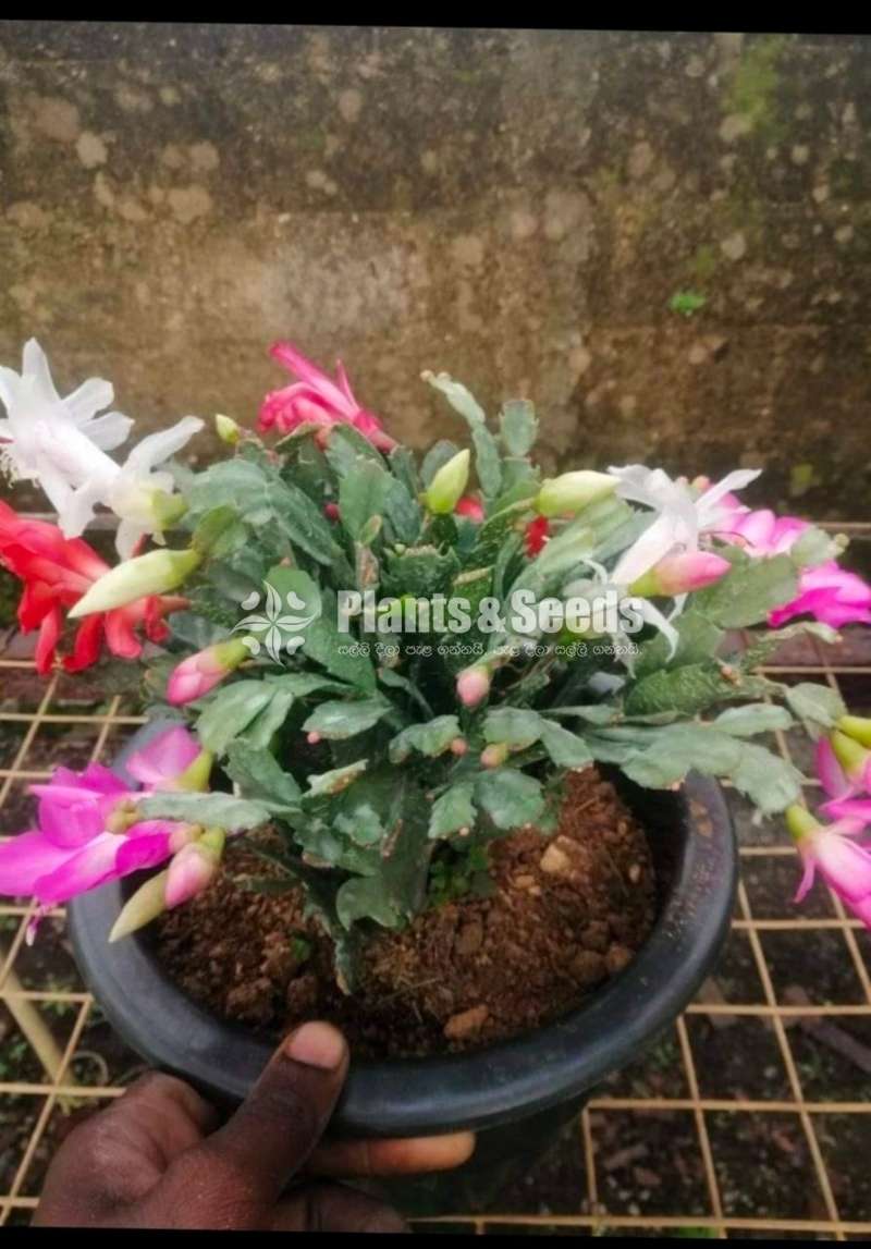 Kadupul (දවල් කඩුපුල් රතුපාට)
