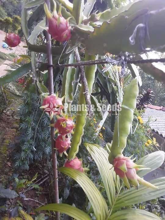 Dragon fruit 