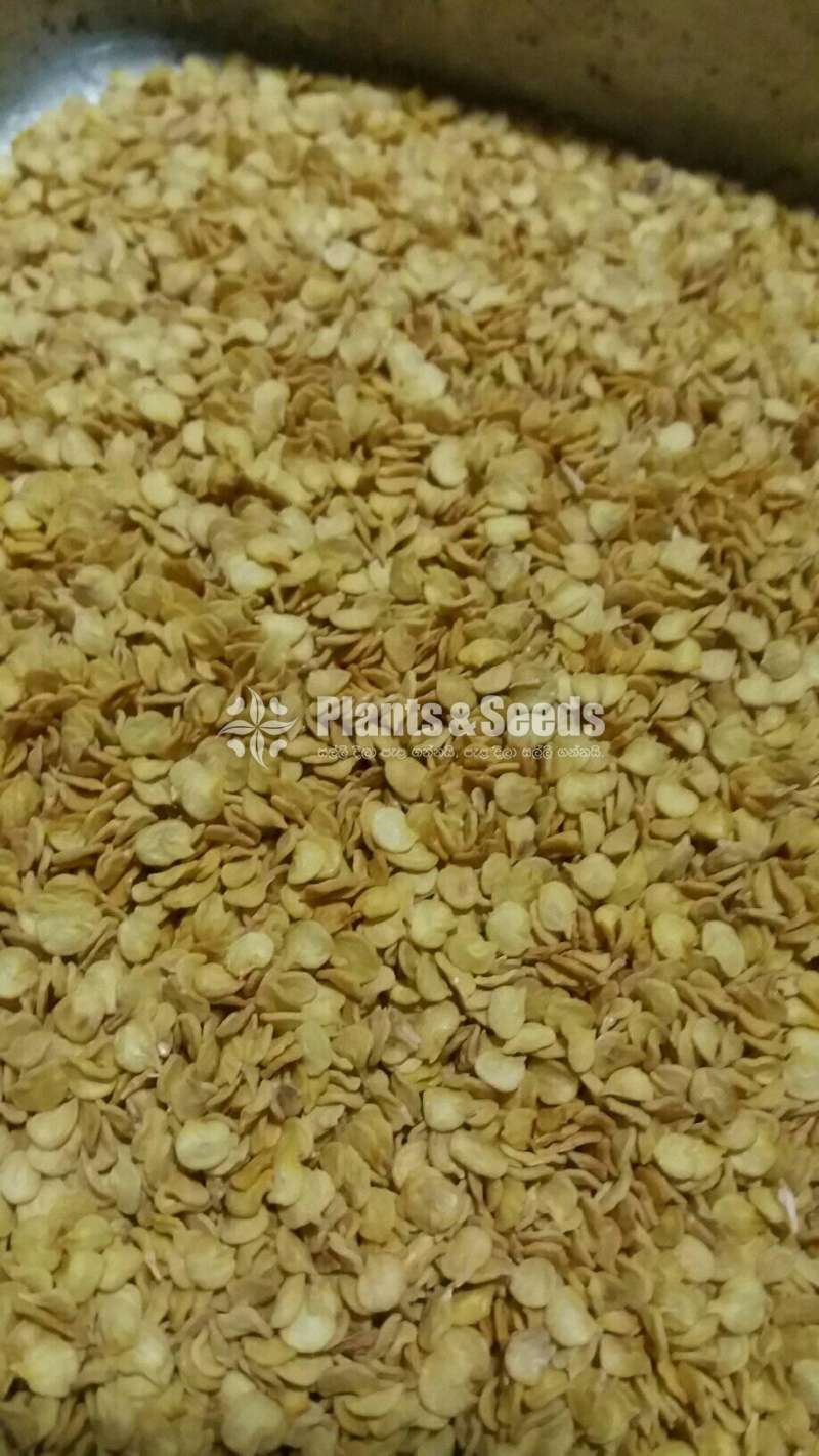Mich hy1 Miris Seeds