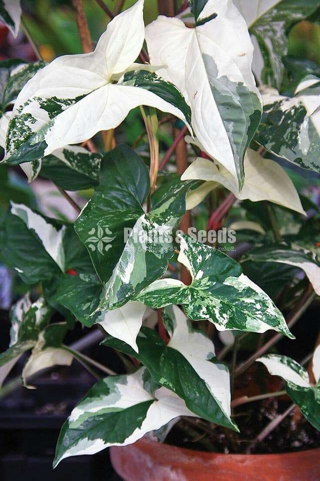 Syngonium Indoor Plants
