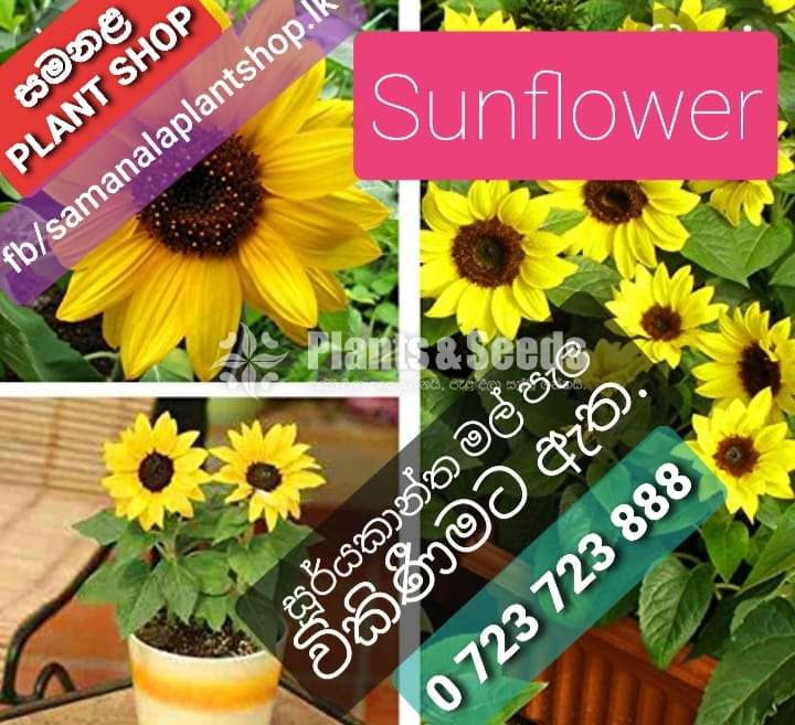 Sunflower Plants