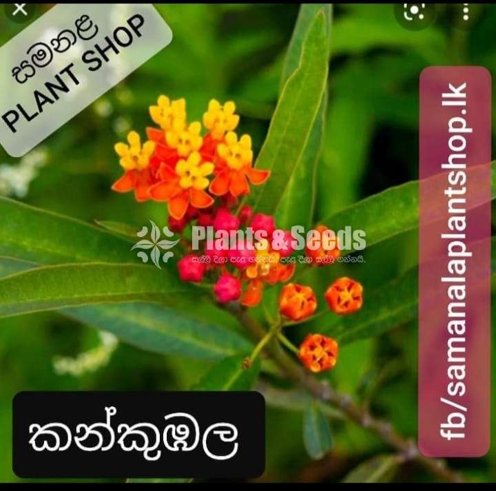 Flowers and Plants Package 