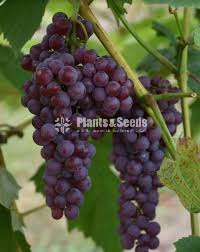 Grapes Plant