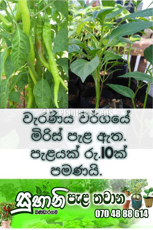 Miris (වැරණිය මිරිස් )