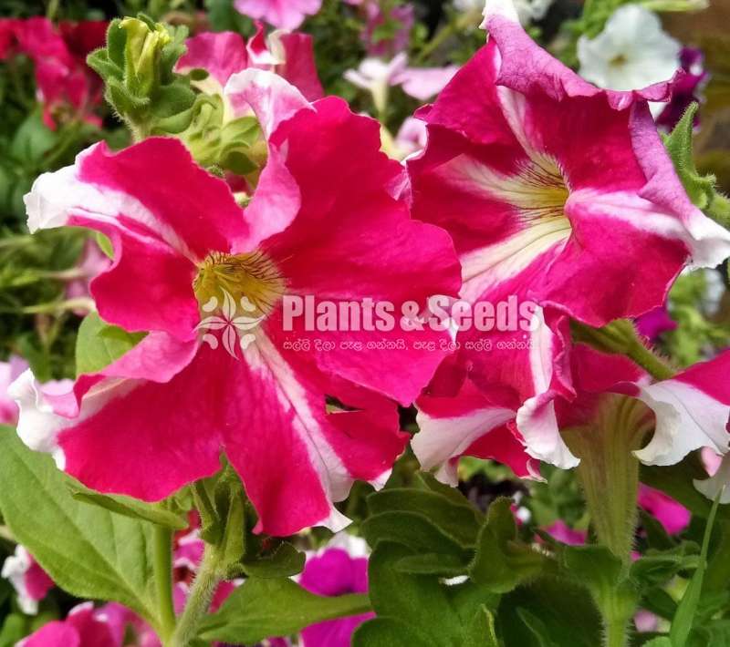Hybrid Petunia (පිටෝනියා පැල)