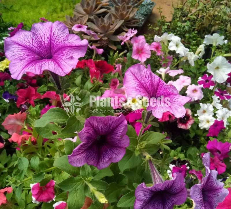 Hybrid Petunia (පිටෝනියා පැල)