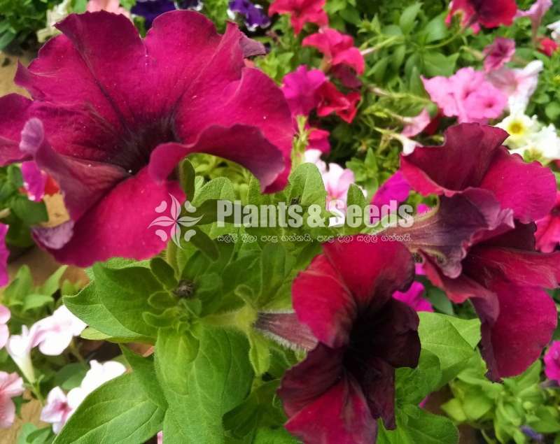 Hybrid Petunia (පිටෝනියා පැල)