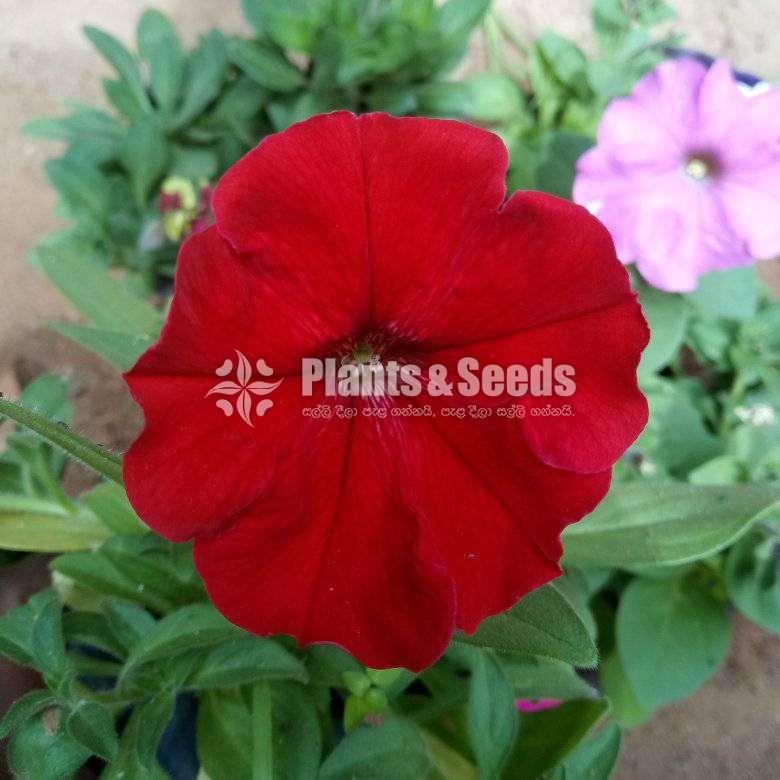 Hybrid Petunia (පිටෝනියා පැල)