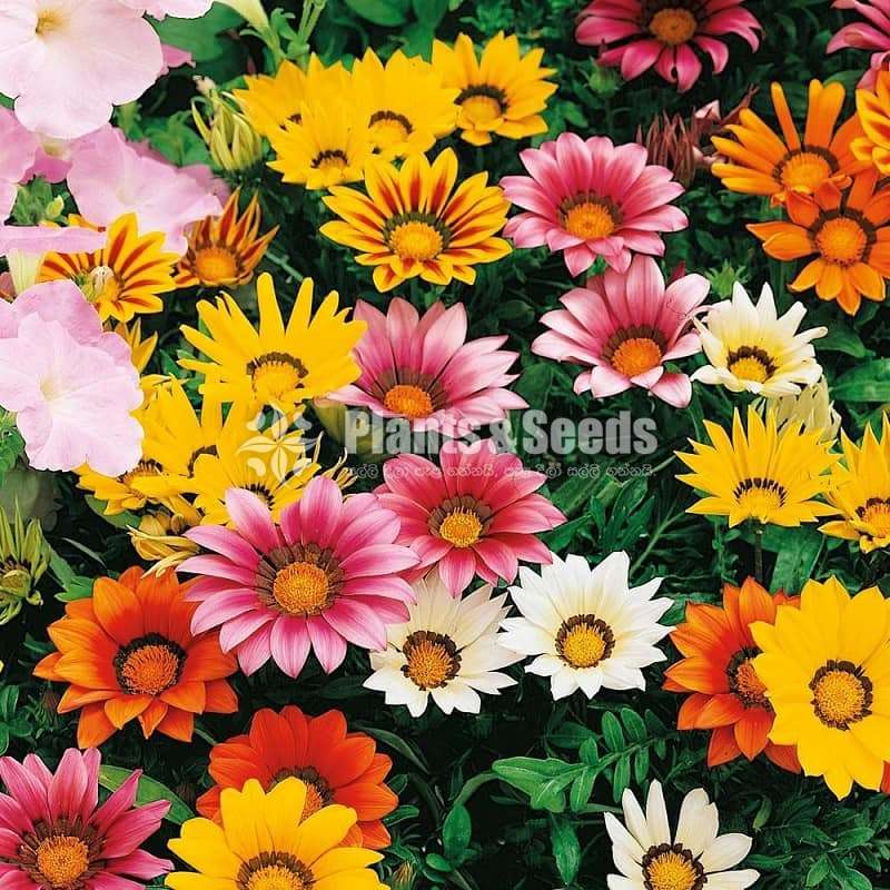 Gazania( ගාසානියා)