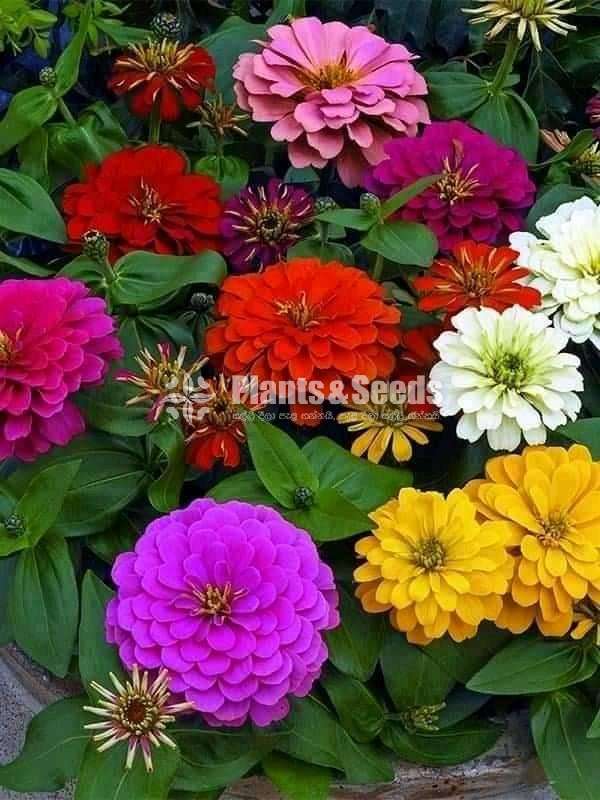 Gardening plant  package for 1000