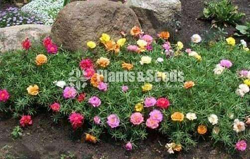 Gardening plant  package for 1000