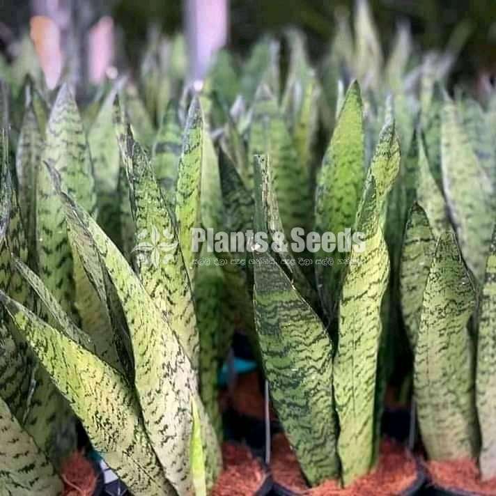 Gardening plant  package for 1000