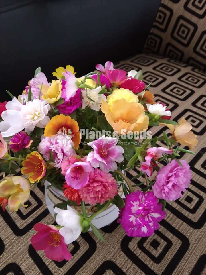 Japan Rosa (ජපන් රෝස )