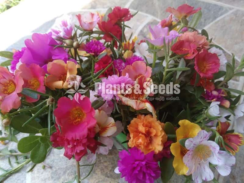 Japan Rosa (ජපන් රෝස )