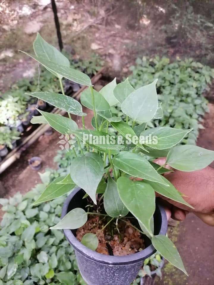 Good luck Anthurium