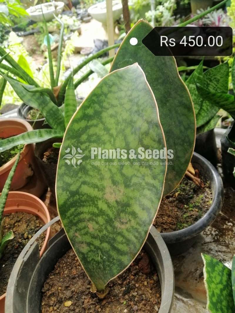 Sansevieria (Snake Plants)
