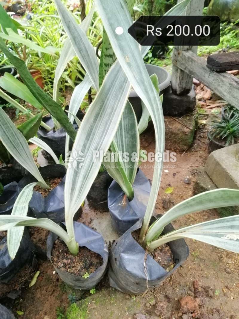Sansevieria (Snake Plants)