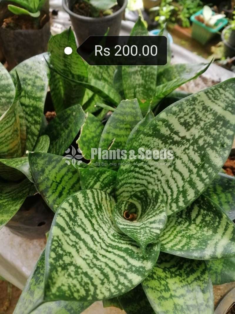 Sansevieria (Snake Plants)