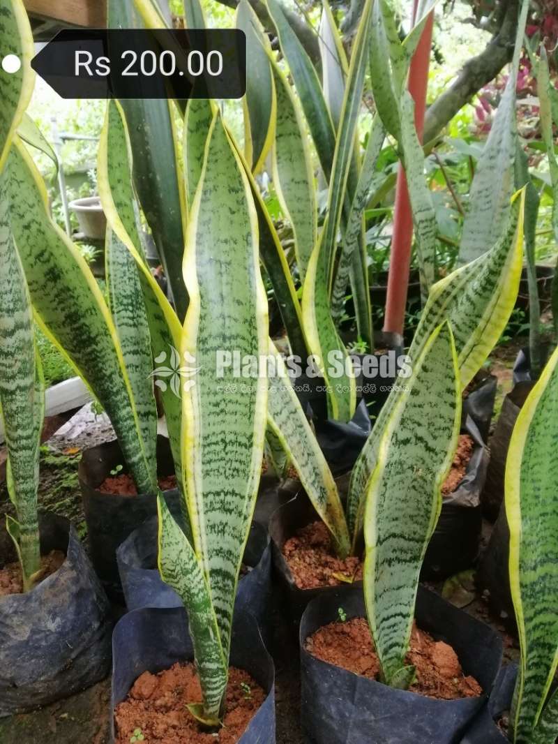 Sansevieria (Snake Plants)
