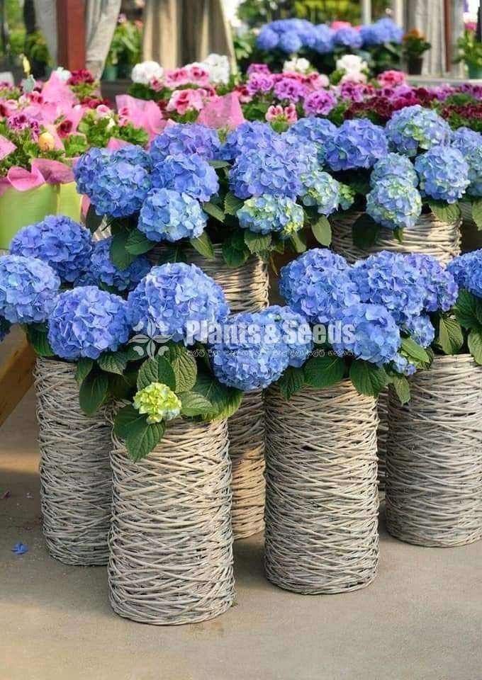 Harincha (හයරින්චා)