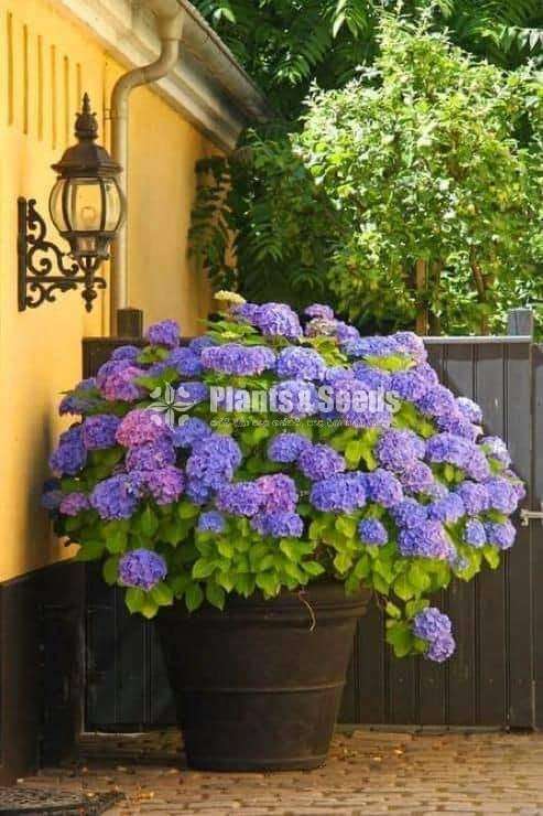 Harincha (හයරින්චා)
