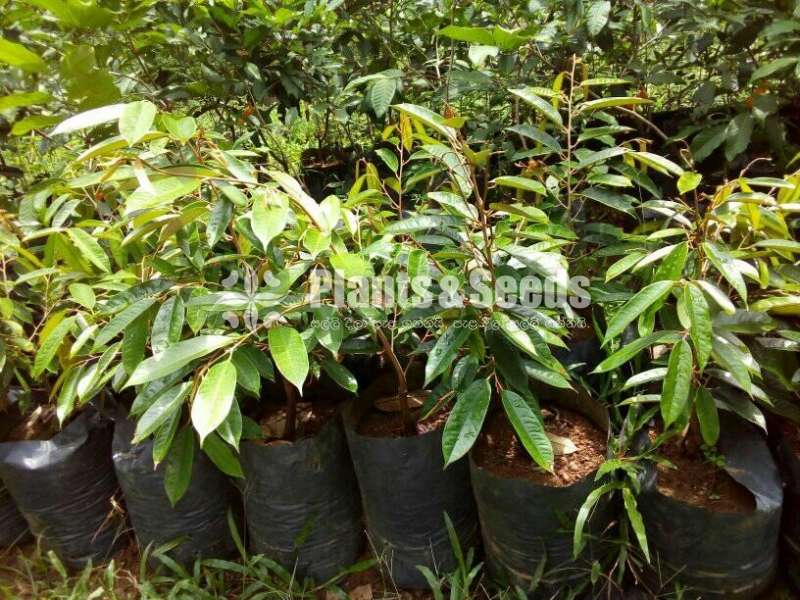 Duriyan ( වරකා දූරියන් බද්ධ පැල)