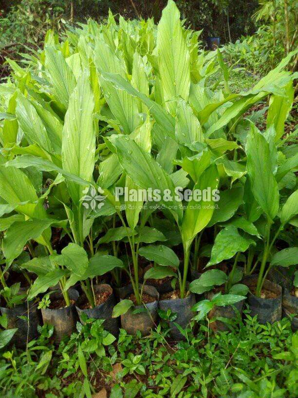 Kaha Pela (කහ පැල)