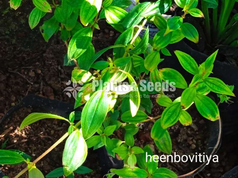 Hin Bovitiya (හීන් බෝවිටියා )
