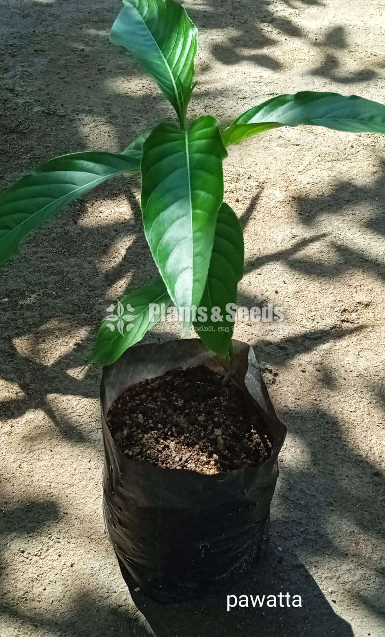 Pawatta (පාවට්ටා) 