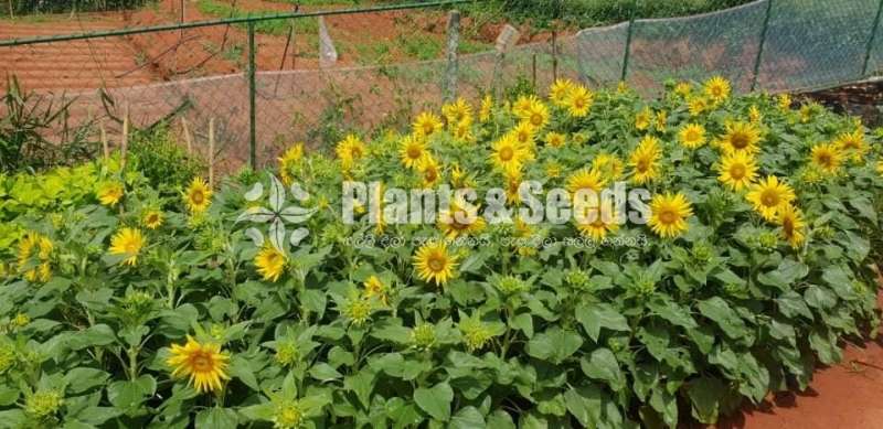 Sunflower Plants