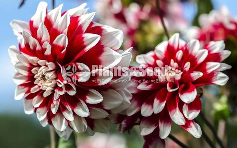 Deliya (ඩේලියා මල් සහිත පැල)