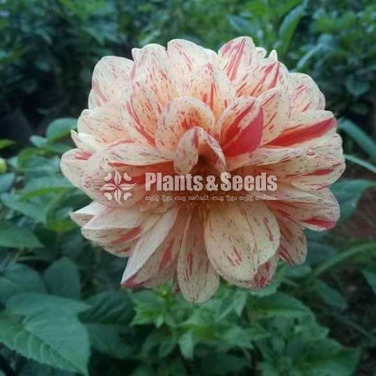 Deliya (ඩේලියා මල් සහිත පැල)