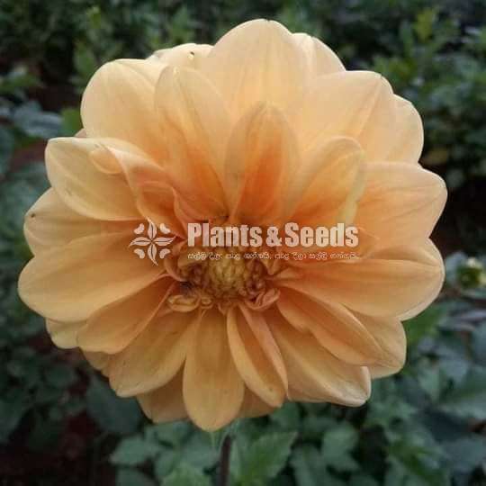 Deliya (ඩේලියා මල් සහිත පැල)