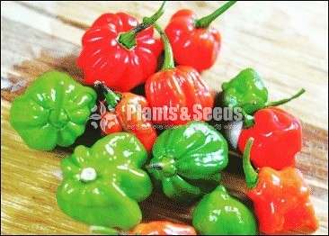 නයි මිරිස් තොග වශයෙන් විකිණීමට ඇත