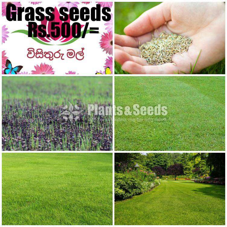 Grass Seeds (තණකොළ ඇට )