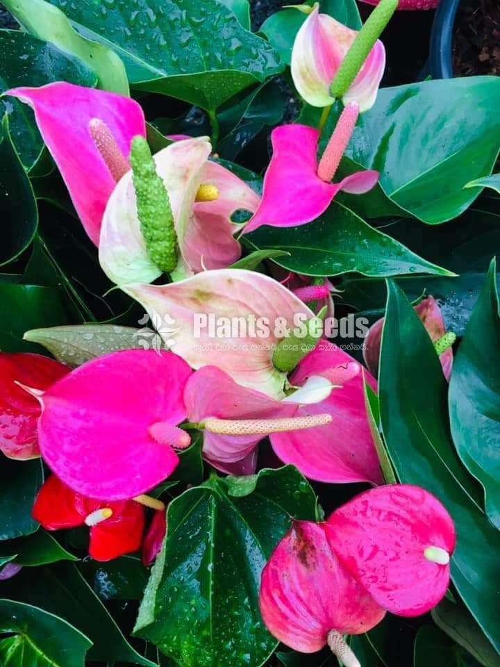 Lady Jane Anthurium (ලේඩ් ජේන් මල්‍ රහිත කුඩා පැල  )