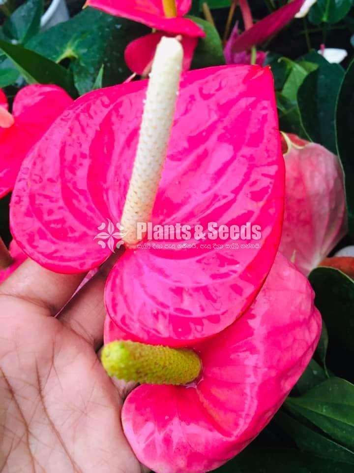 Lady Jane Anthurium (ලේඩ් ජේන් මල්‍ රහිත කුඩා පැල  )