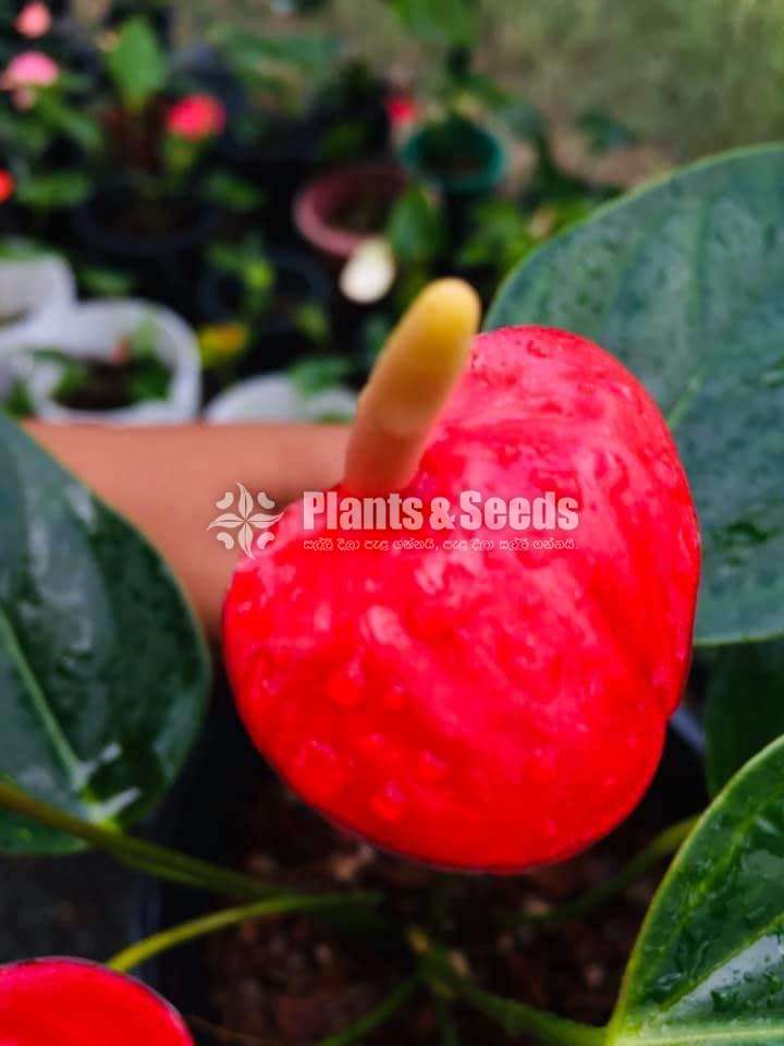 Lady Jane Anthurium (ලේඩ් ජේන් මල්‍ රහිත කුඩා පැල  )