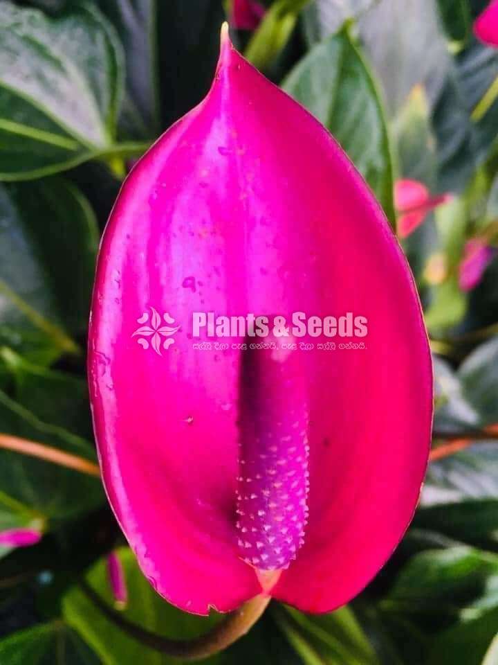 Lady Jane Anthurium (ලේඩ් ජේන් මල්‍ රහිත කුඩා පැල  )