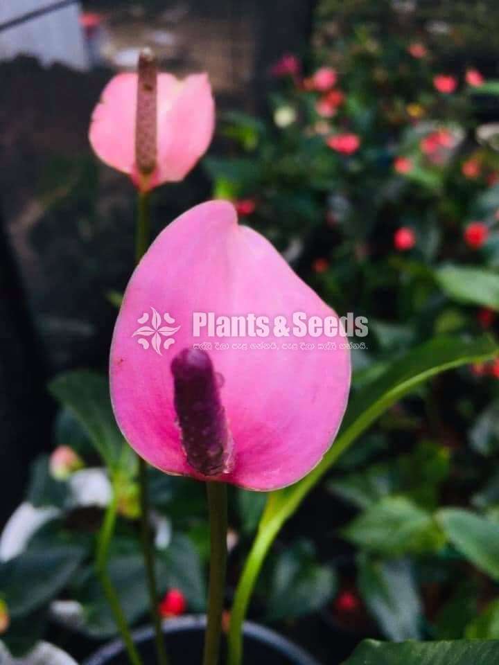 Lady Jane Anthurium (ලේඩ් ජේන් මල්‍ රහිත කුඩා පැල  )