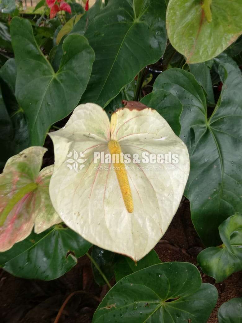 Ivory White Anthurium 