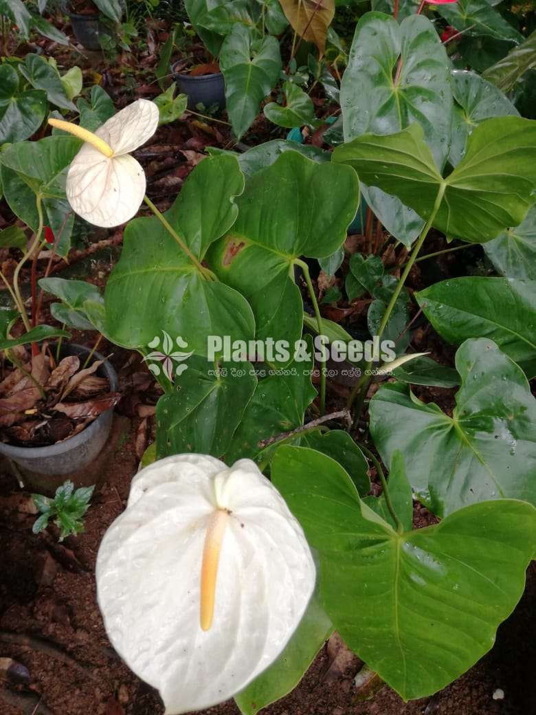 Ivory White Anthurium 