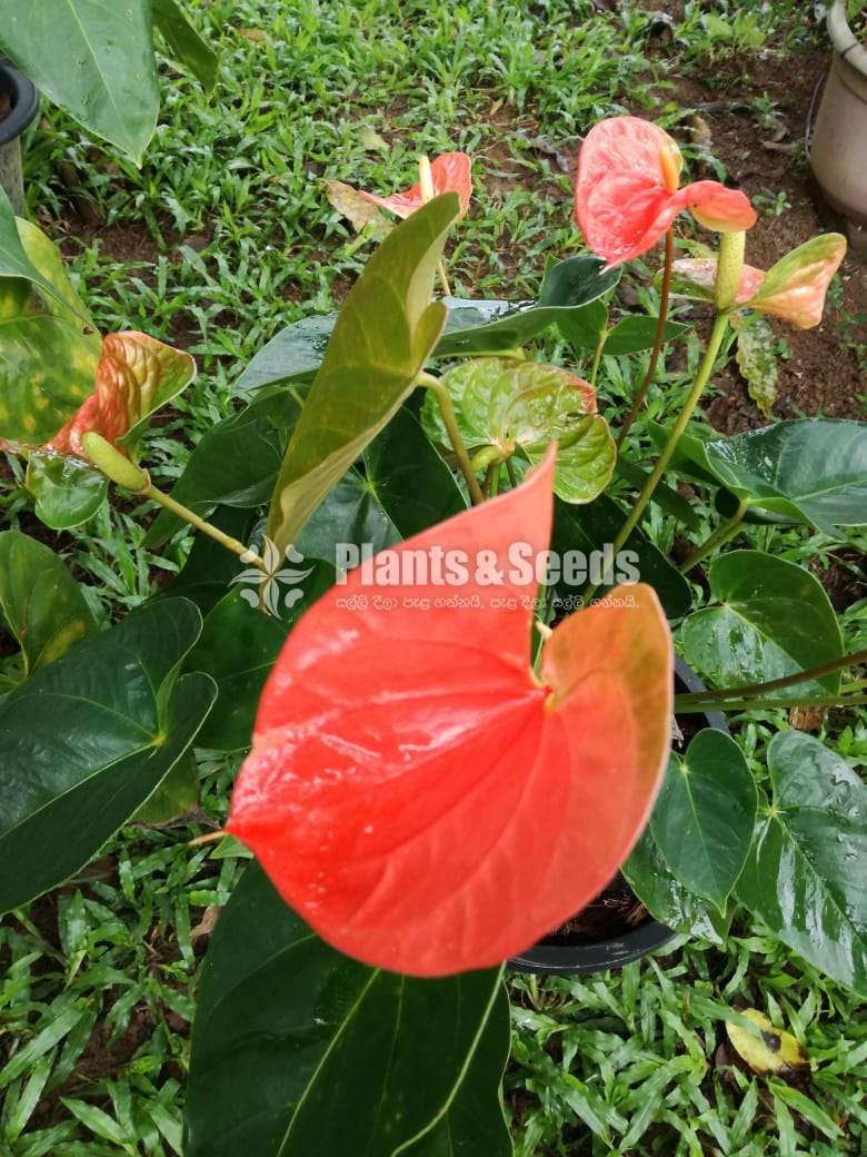Anthurium Bi-Color