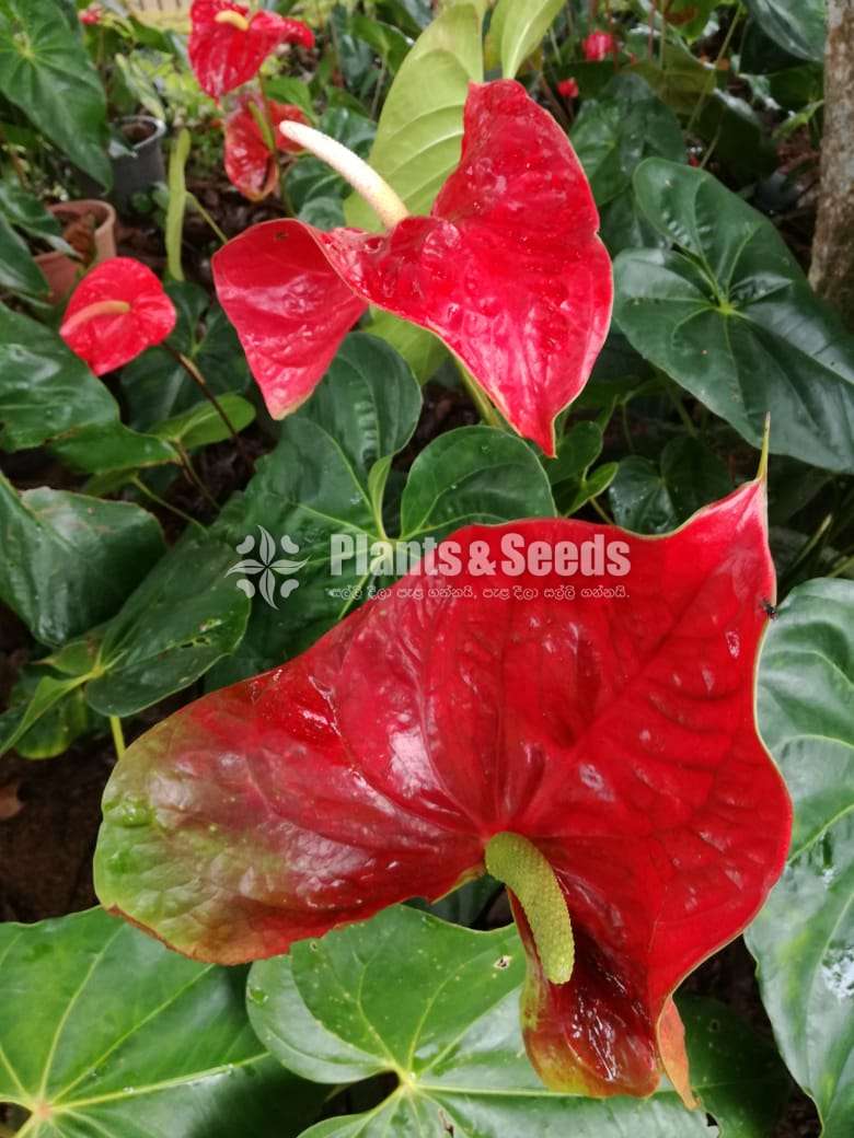 Anthurium red-Bicolor