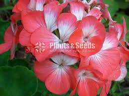 Geranium (ජෙරේනියම්)
